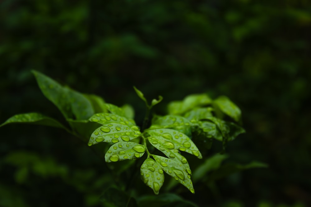 a close up of a green leaf with drops of water on it