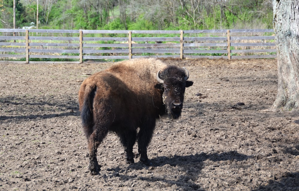 a bison standing in a dirt field next to a tree