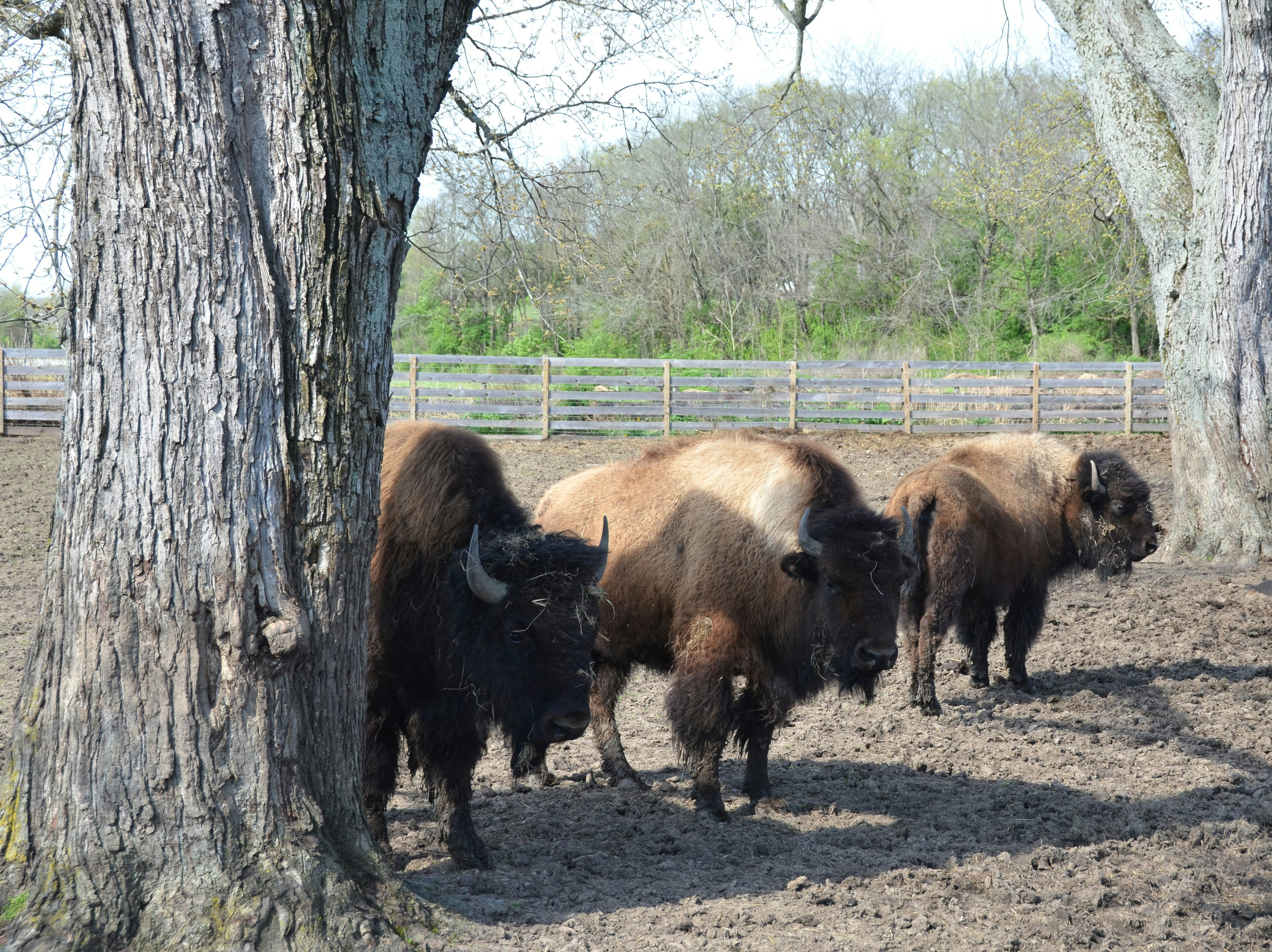 A herd of bison standing next to a tree photo – Free Animal Image on ...
