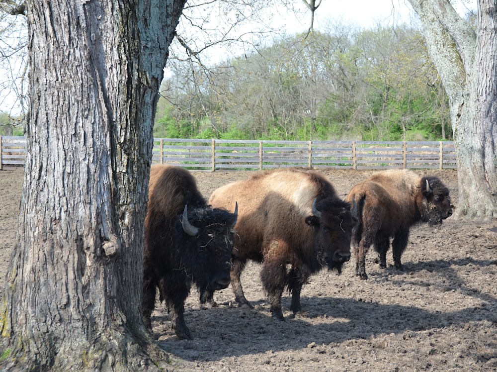 a herd of bison standing next to a tree