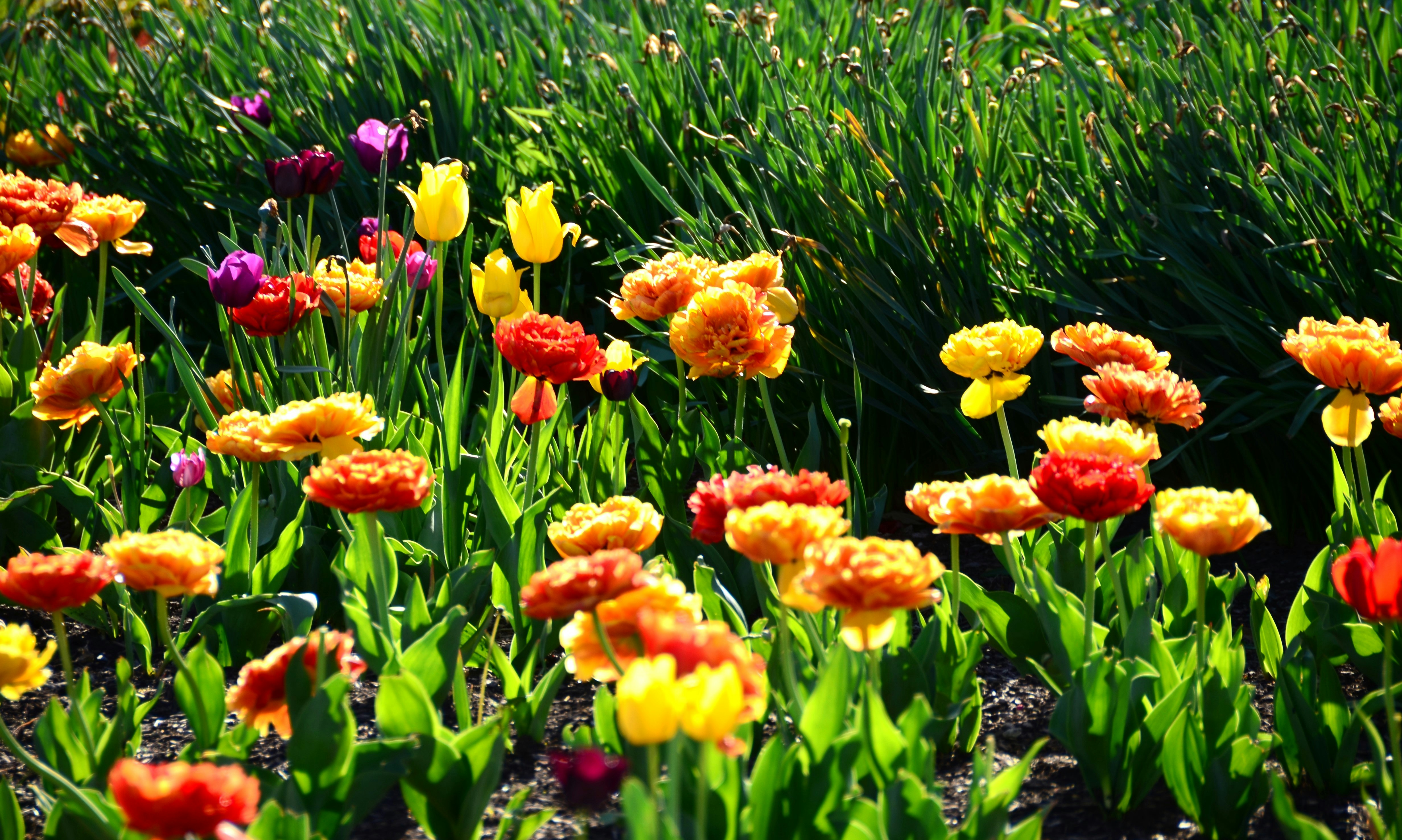 地熱発電の温泉対策は必要？既存温泉への影響評価と補償関連画像