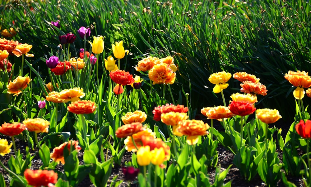 a field of colorful flowers in the sun
