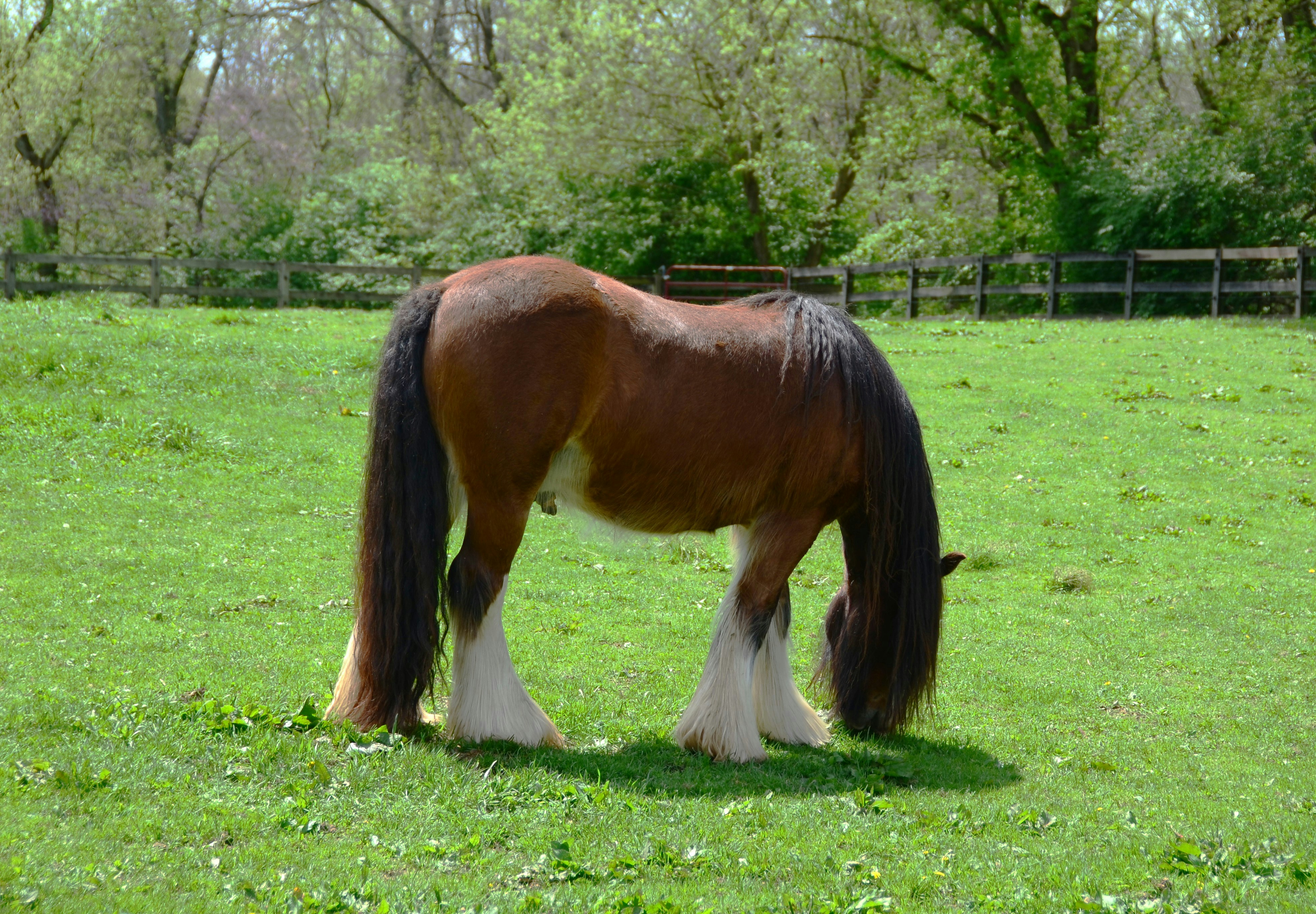 Shire Horse