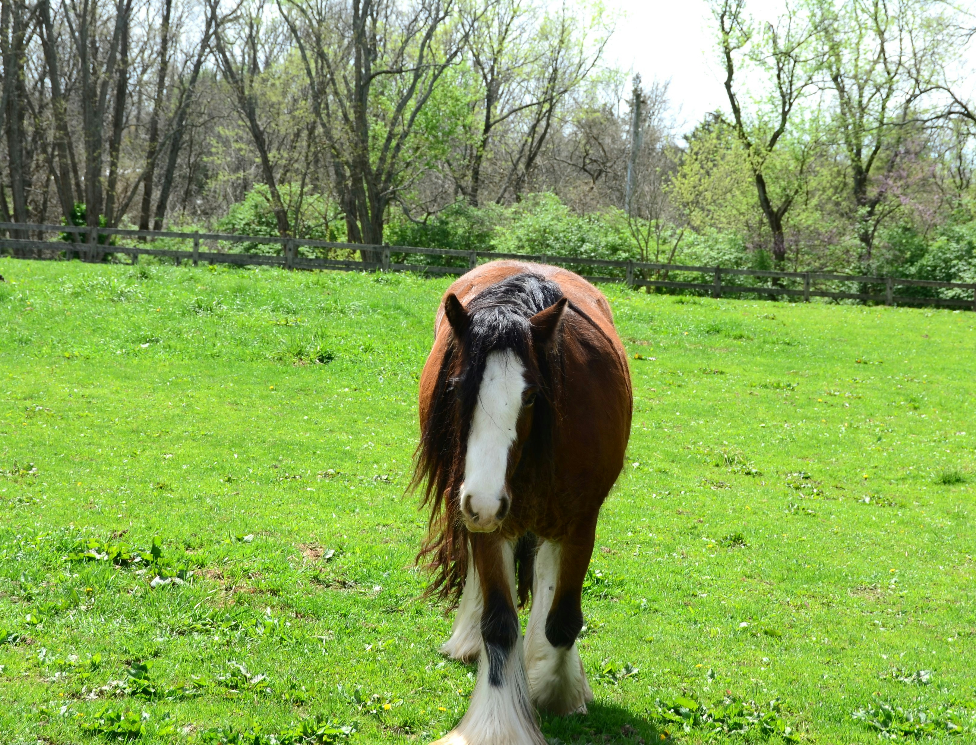 a brown and white horse standing on top of a lush green field