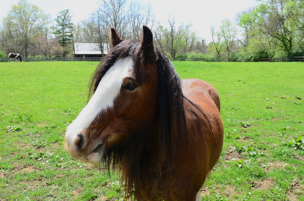 a brown and white horse standing on top of a lush green field