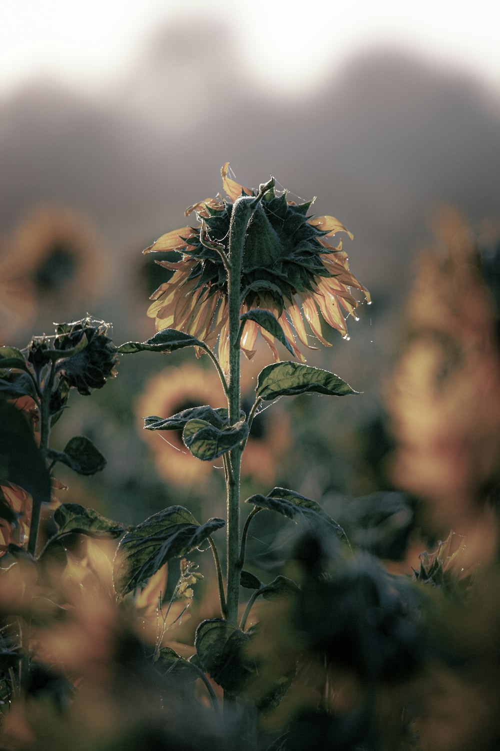 a large sunflower in a field of sunflowers