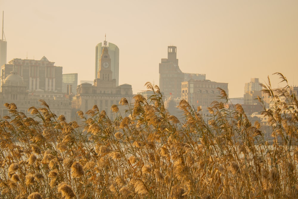 tall grass in front of a city skyline