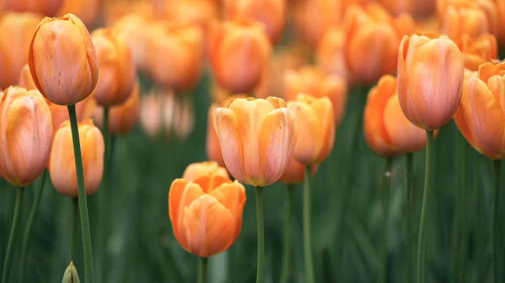 ein Feld mit orangefarbenen Tulpen mit grünen Stielen