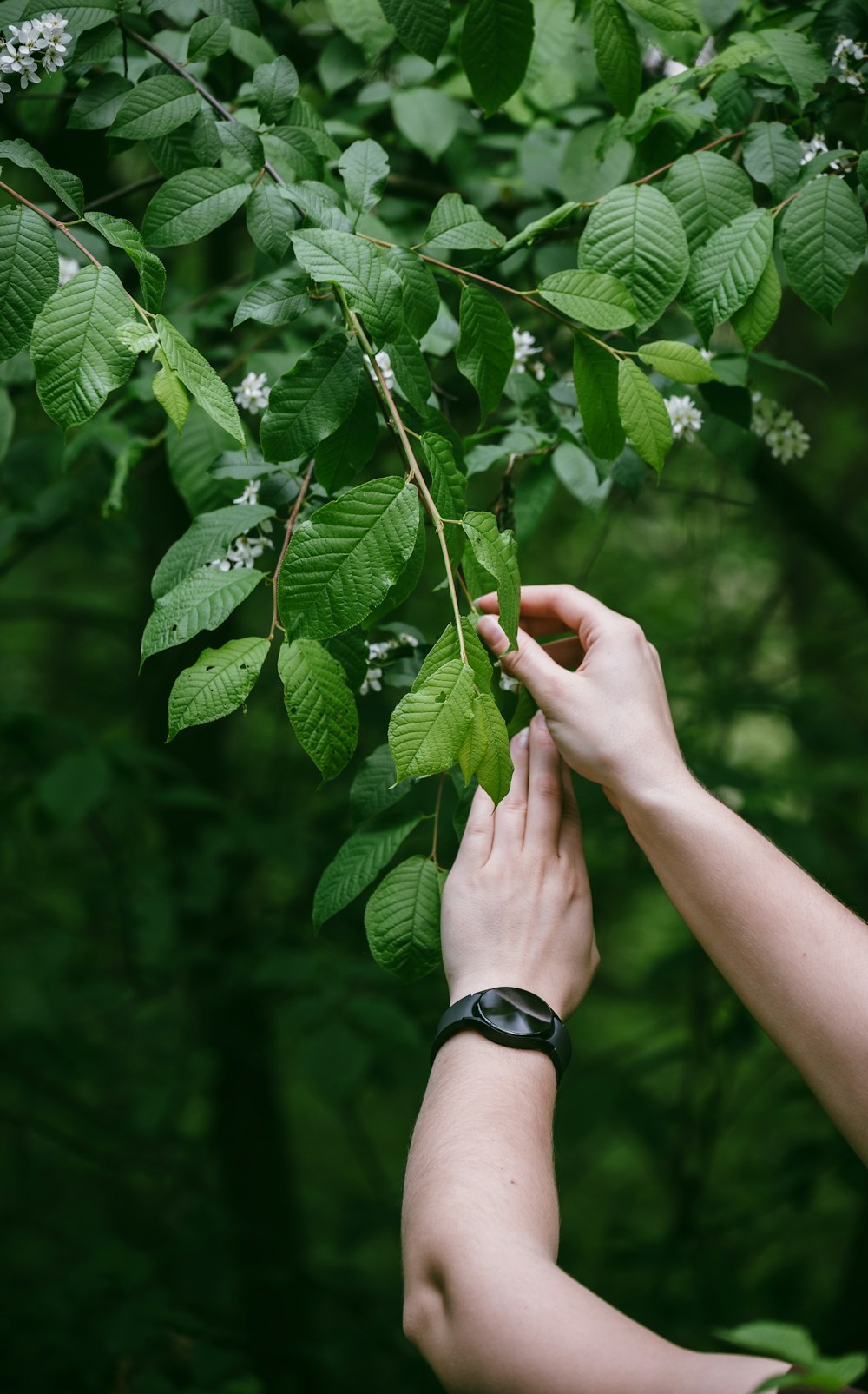 a person reaching for leaves on a tree