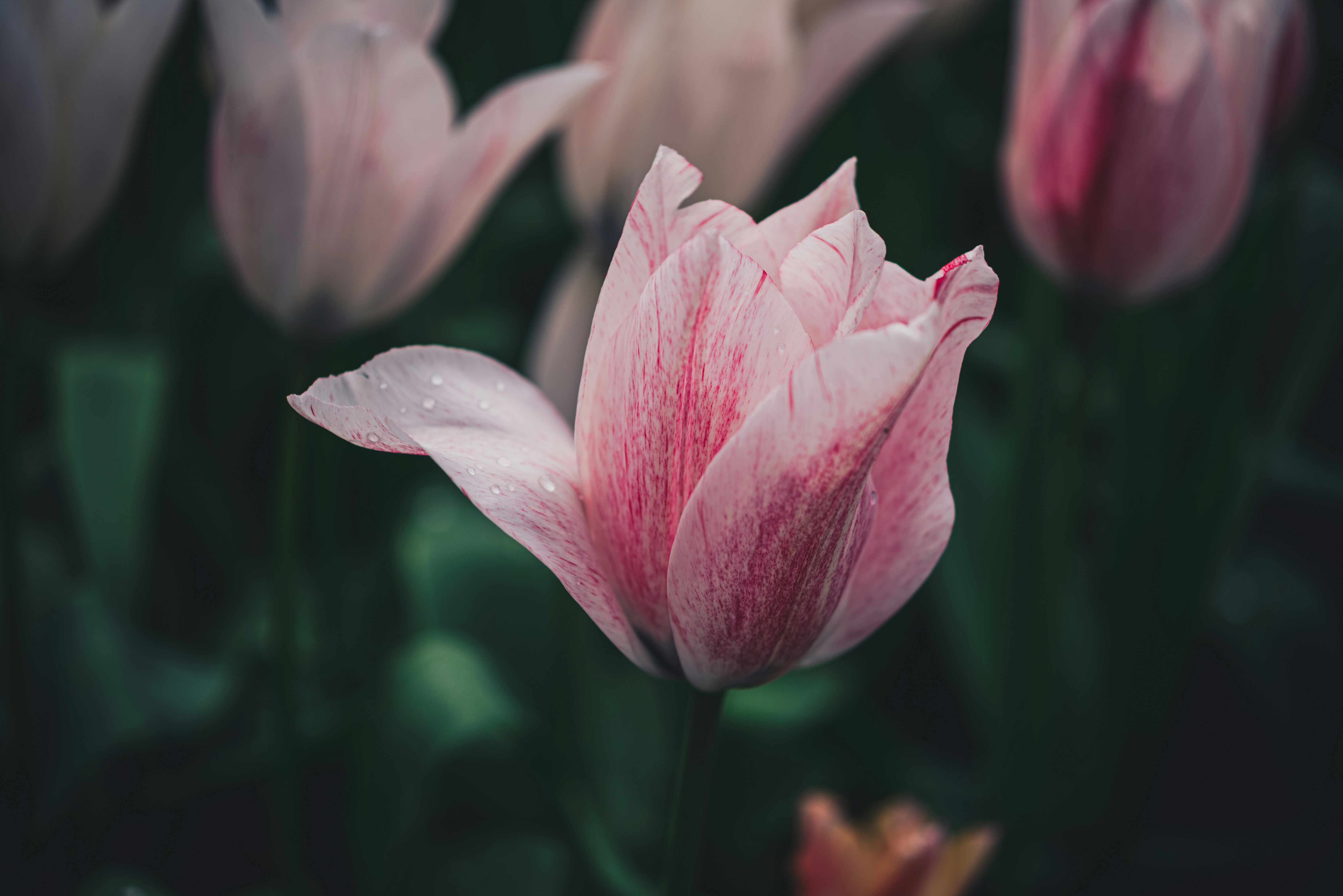 un grupo de flores rosas y blancas con gotas de agua