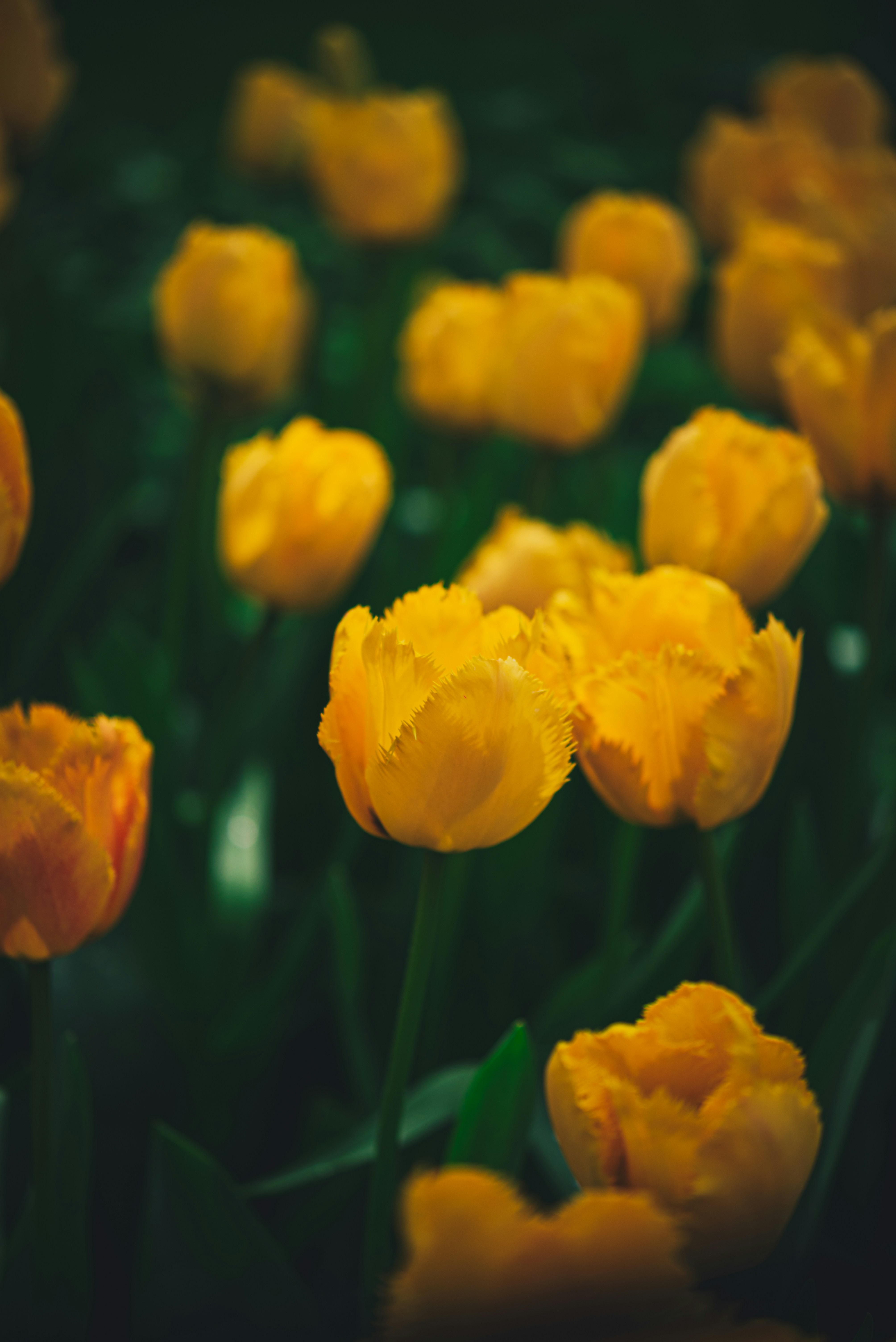 Photo by libby_penner