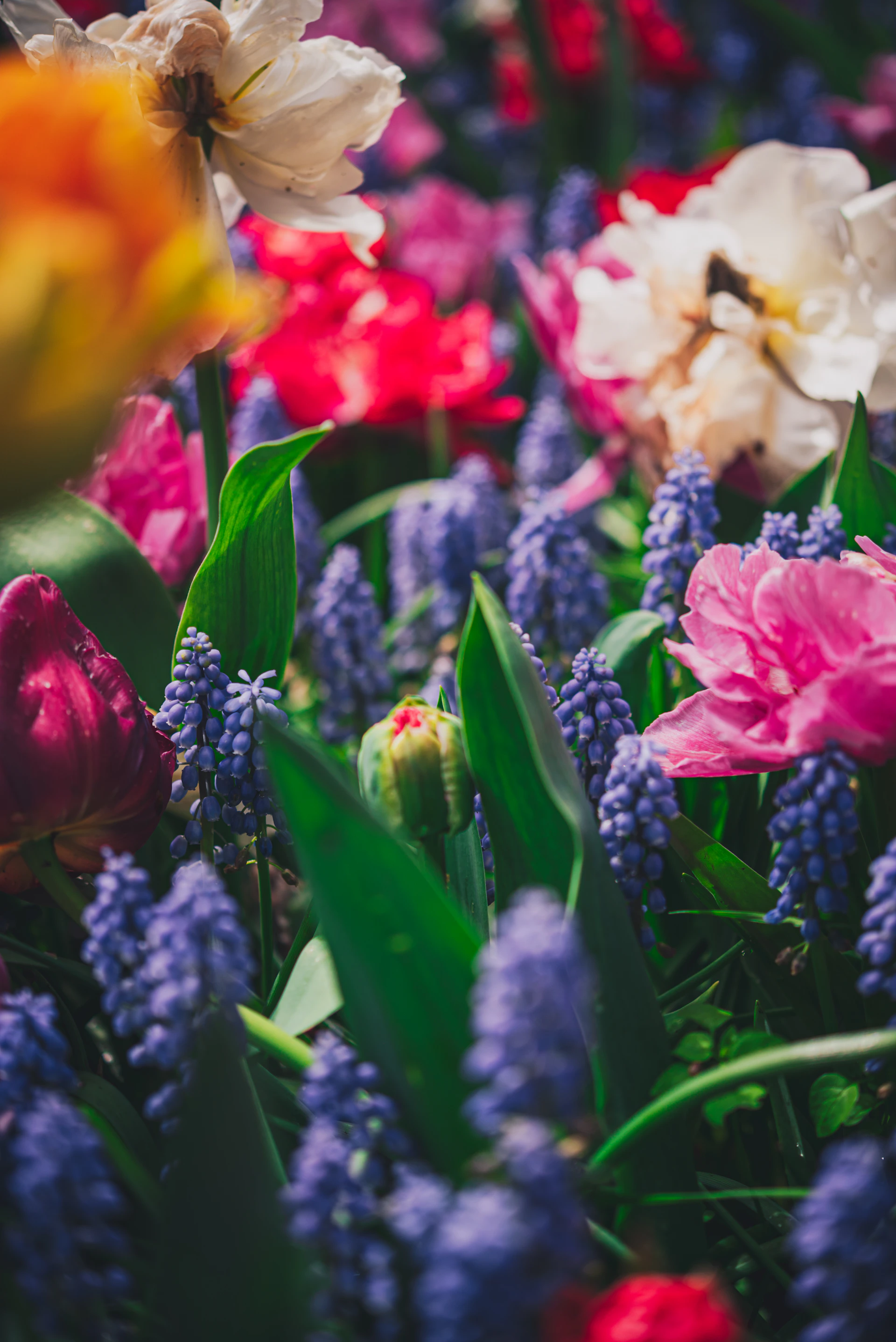 a bunch of flowers that are in the grass