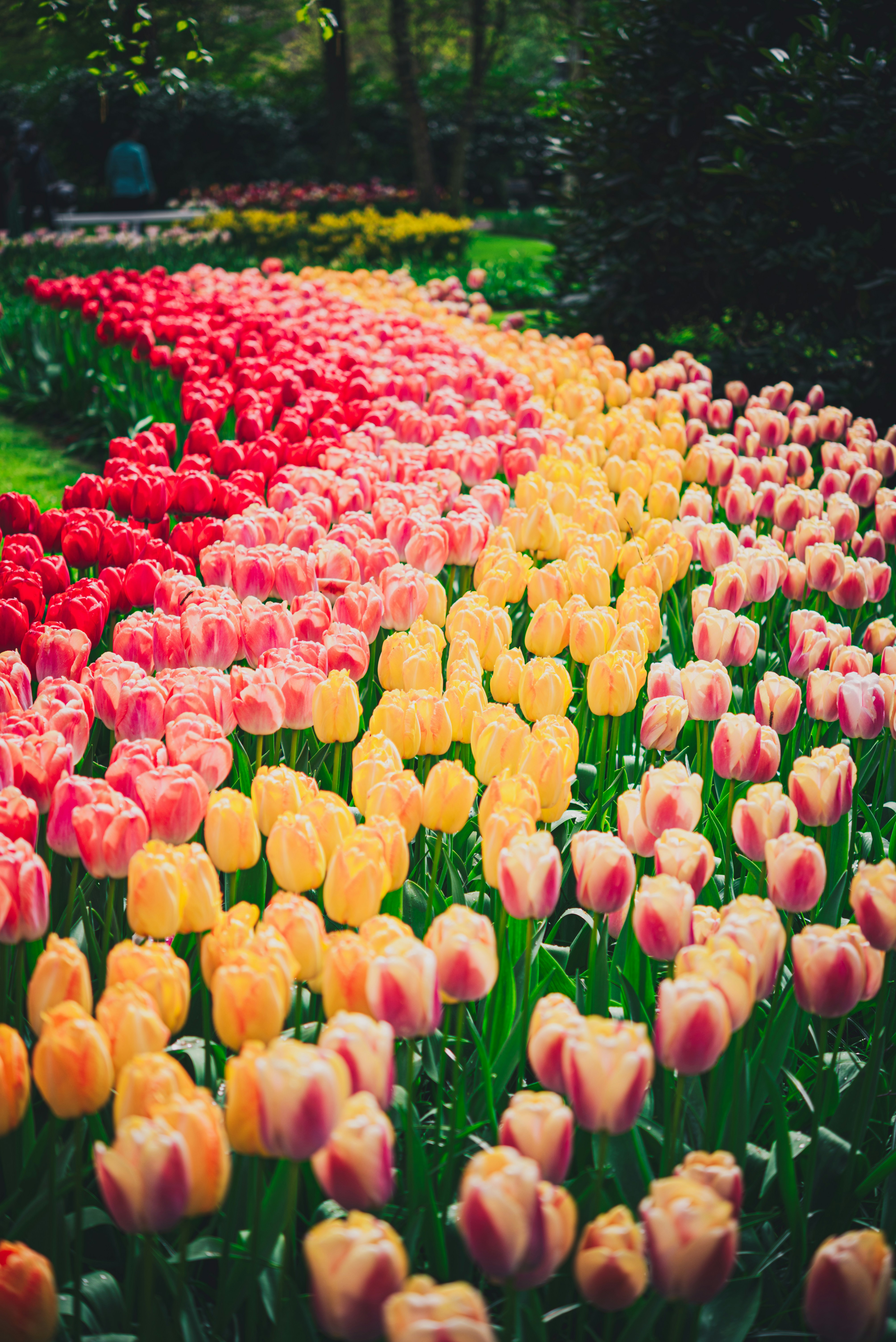 a field of colorful tulips in a park