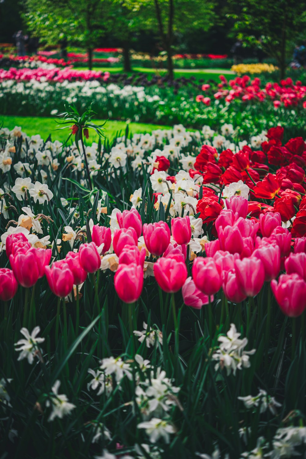 a field full of red and white flowers