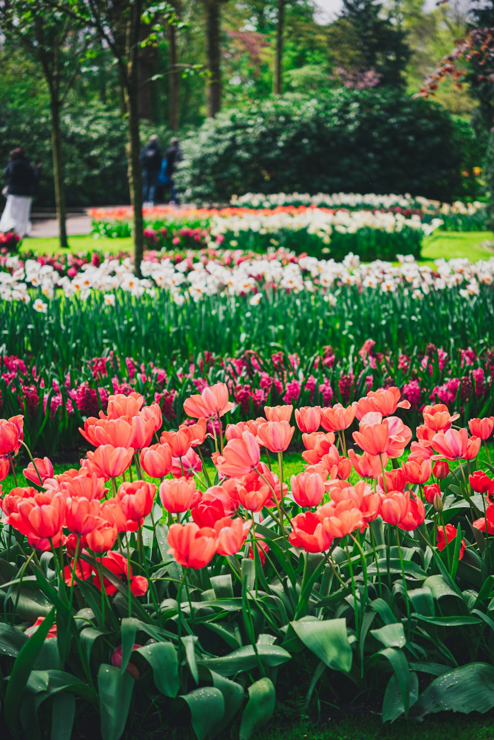 a field full of red and white flowers