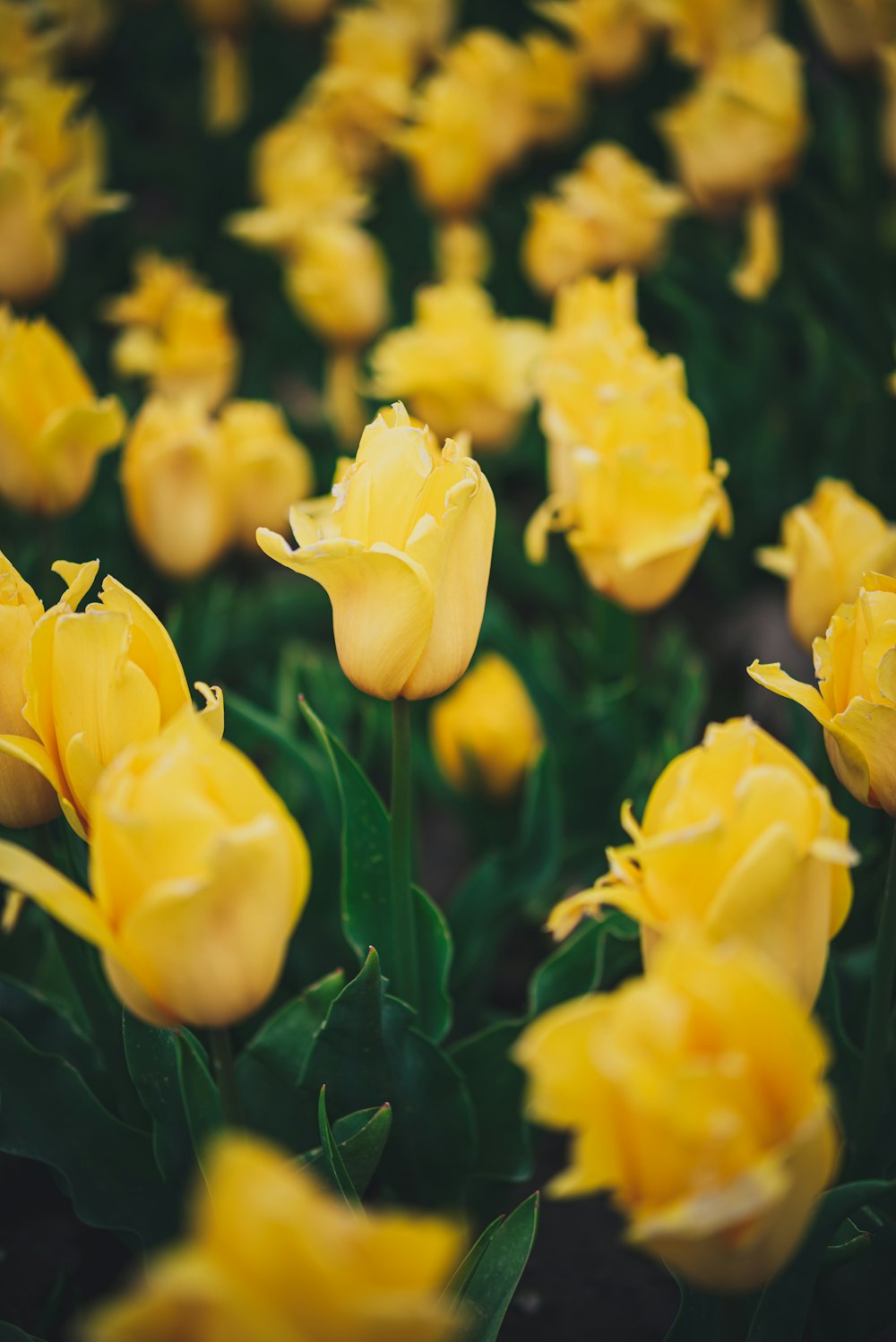 a field of yellow flowers with green leaves