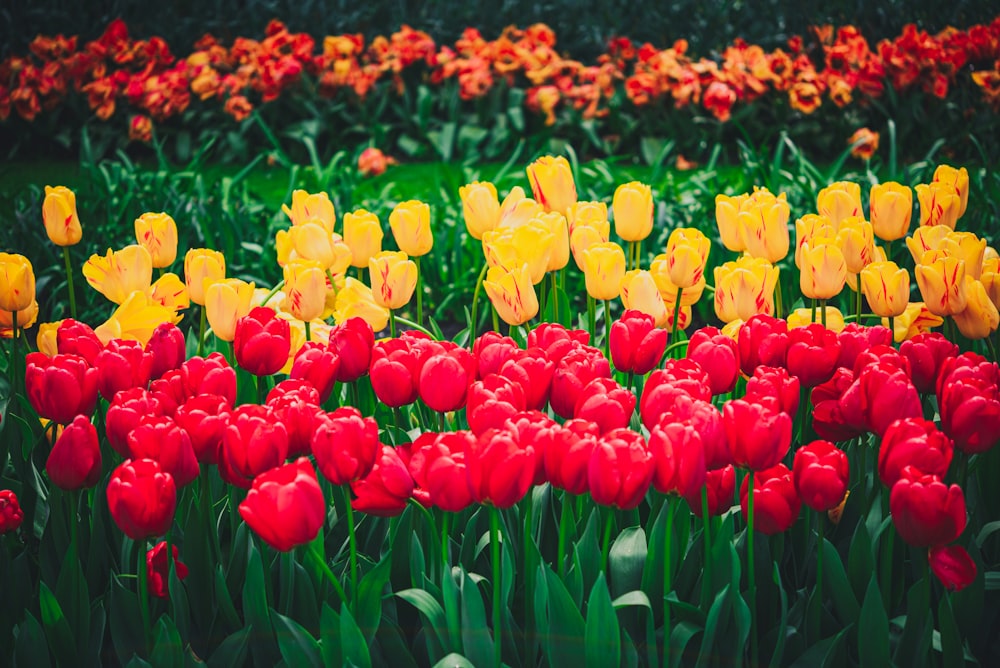 a field full of red and yellow tulips