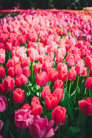 a field of red and pink tulips in bloom