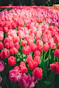 a field of red and pink tulips in bloom