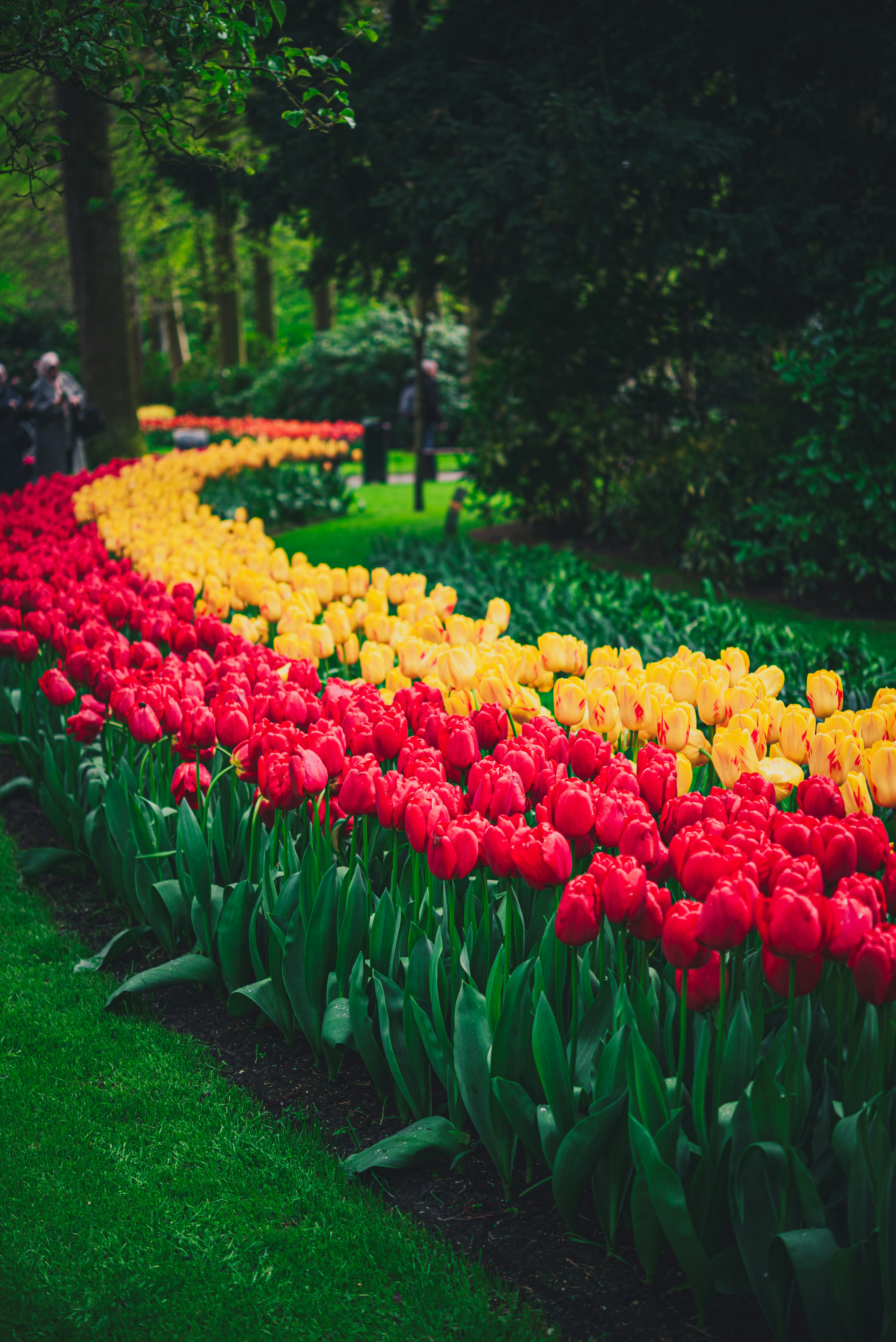uma fileira de tulipas vermelhas e amarelas em um jardim