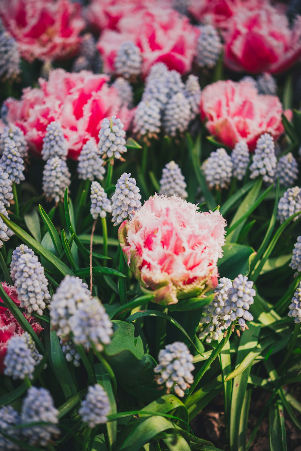 a bunch of flowers that are in the grass