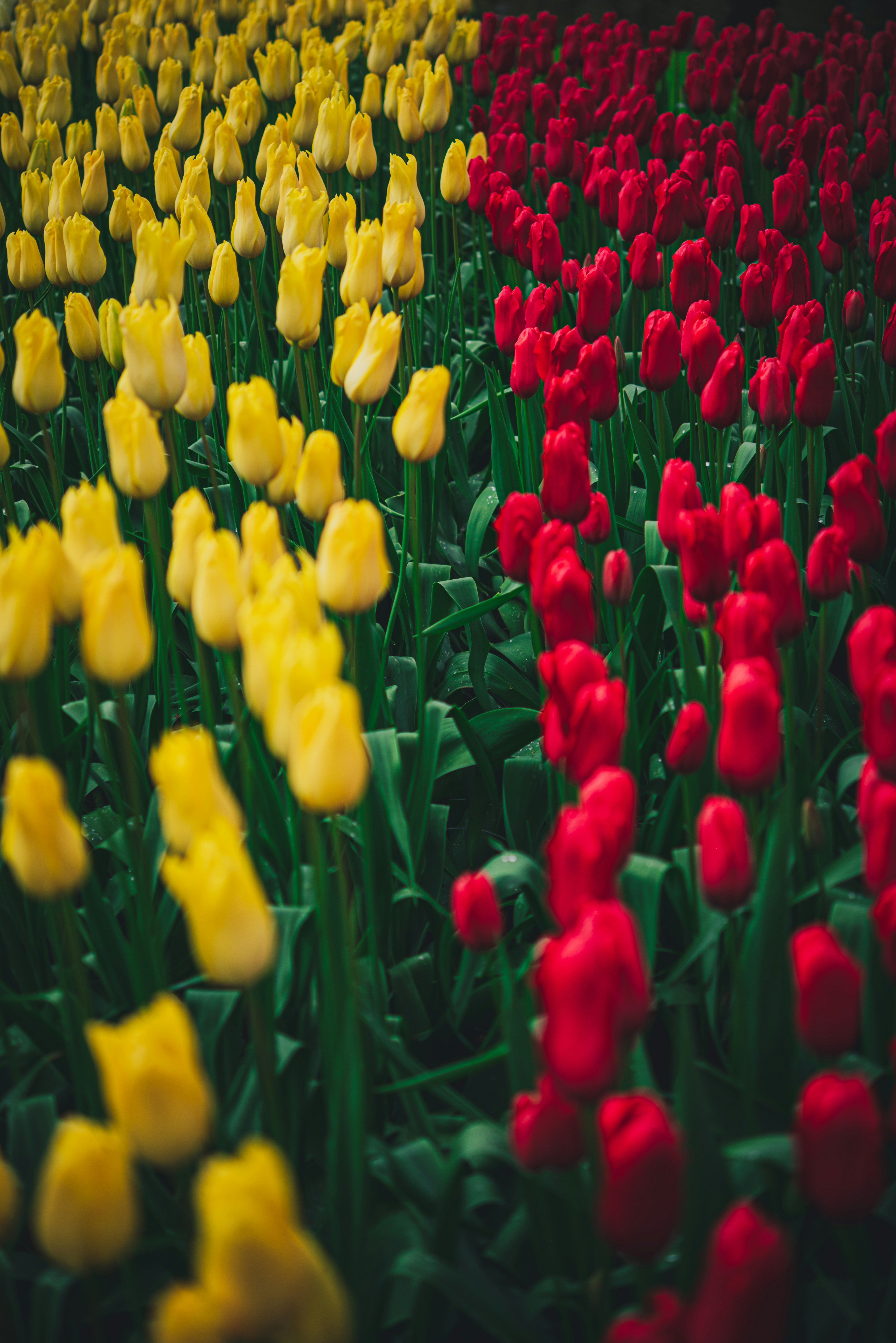 un campo lleno de tulipanes amarillos y rojos