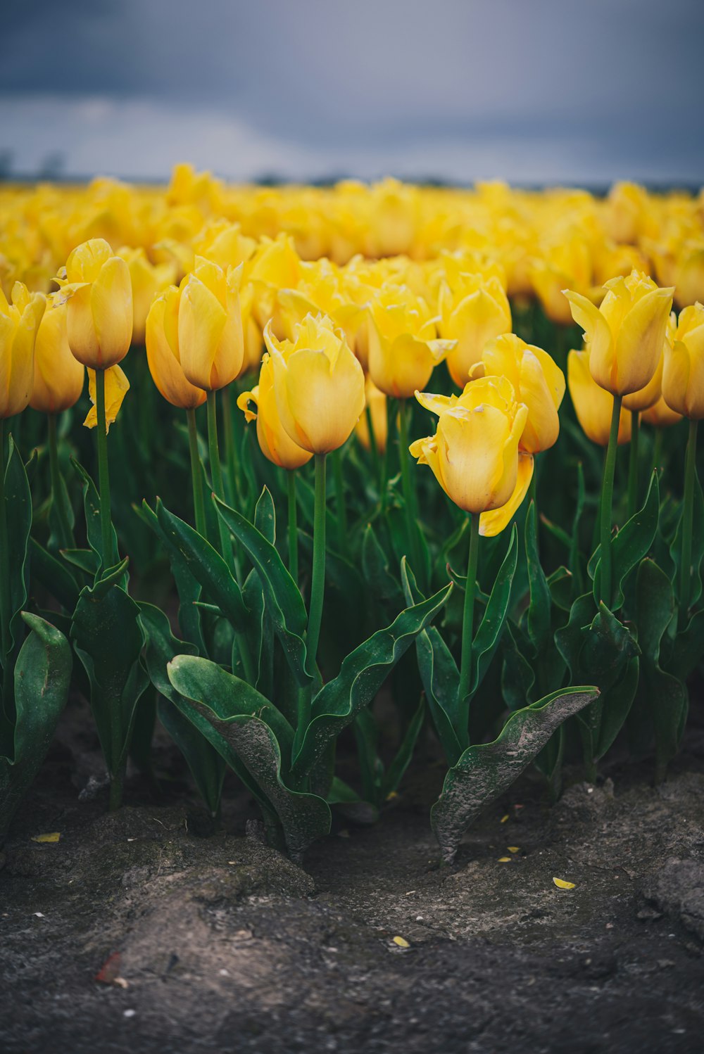 a field of yellow tulips under a cloudy sky