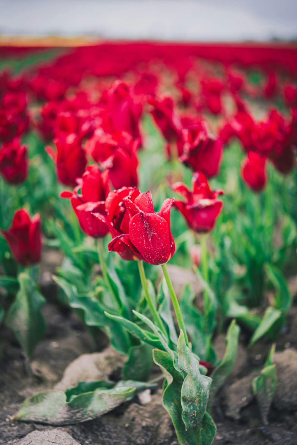 a field full of red tulips with a sky background
