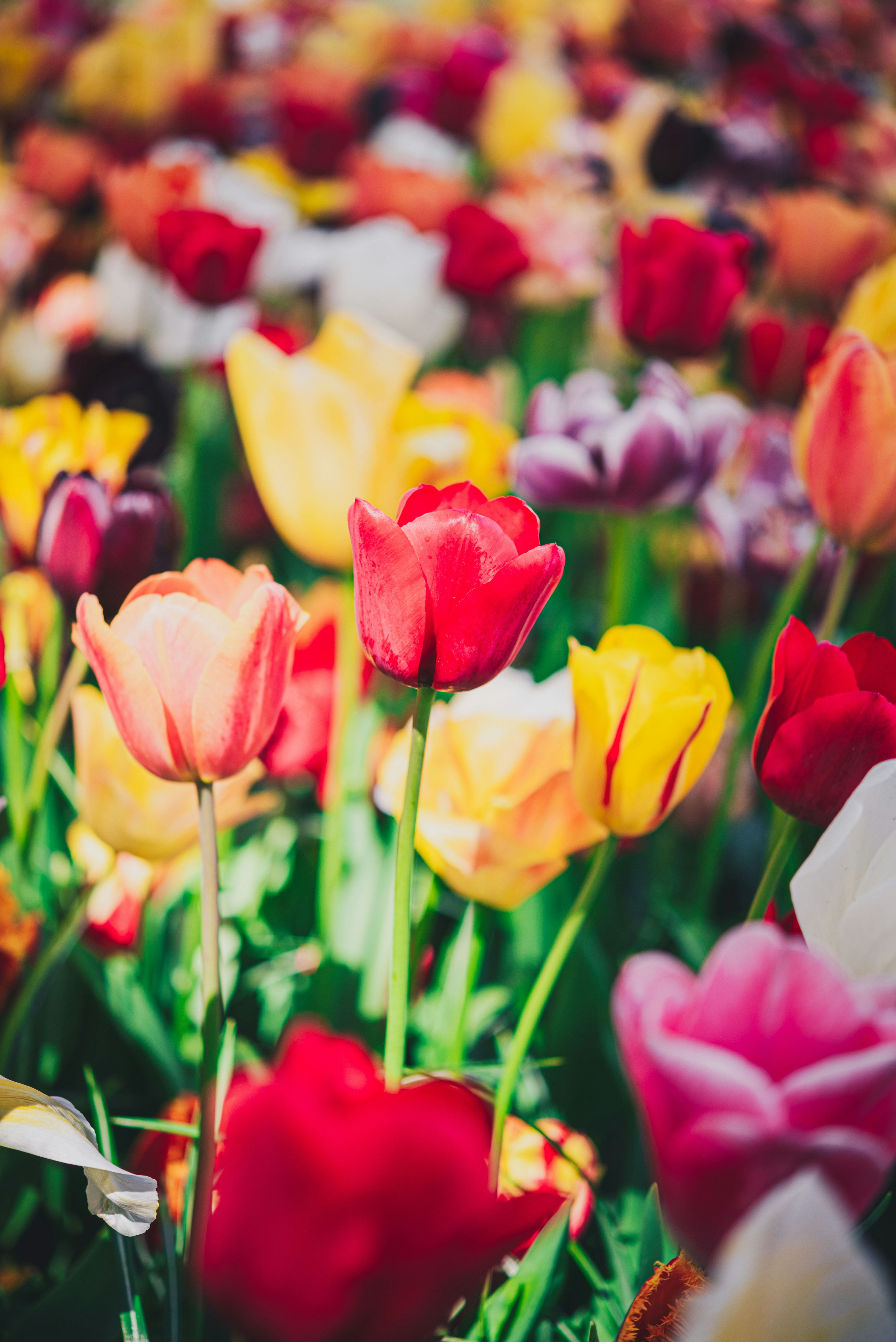 Photo by libby_penner