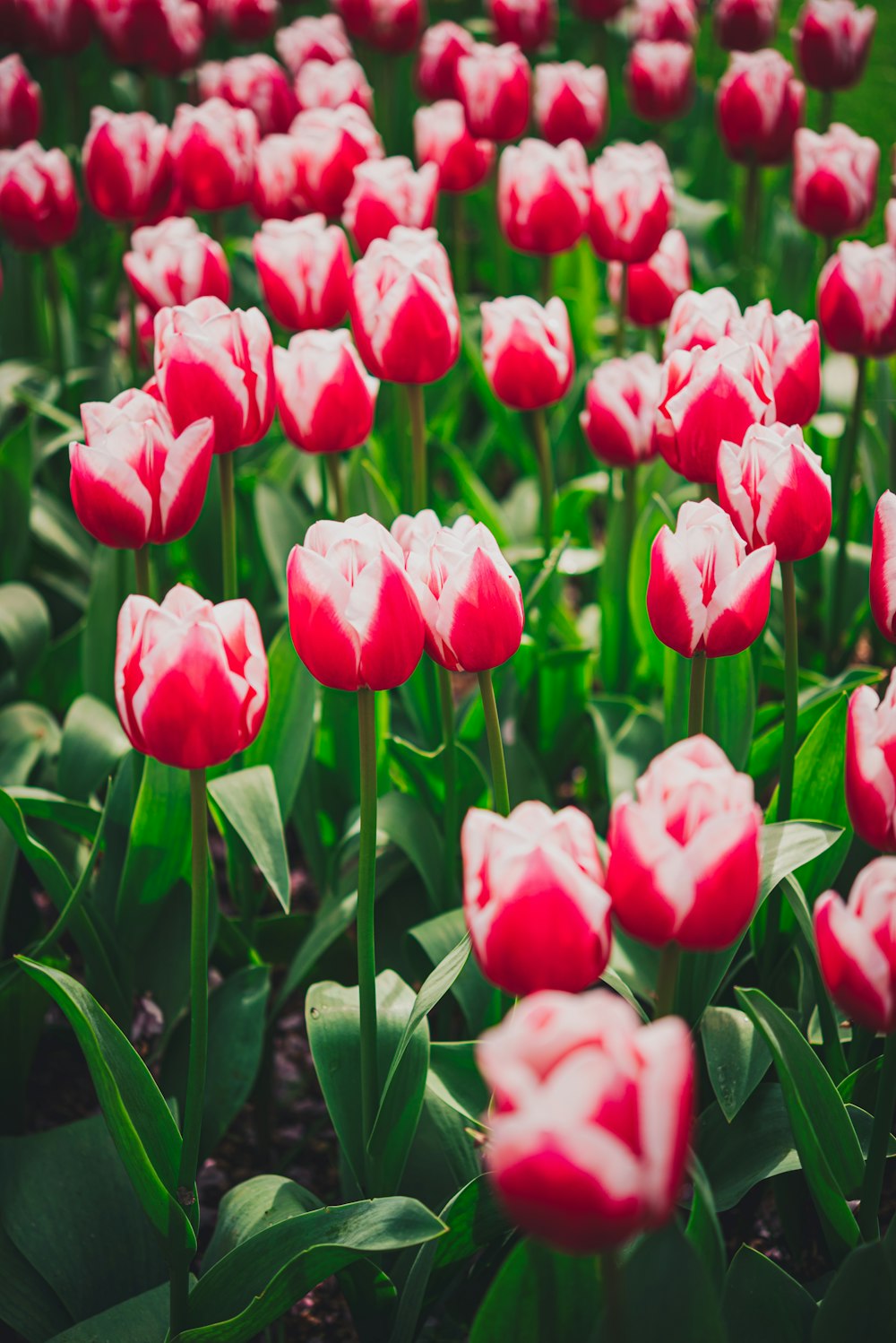 a field of red tulips with green leaves