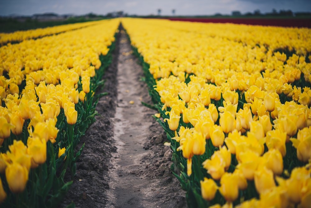 a field of yellow tulips with a dirt path in the middle