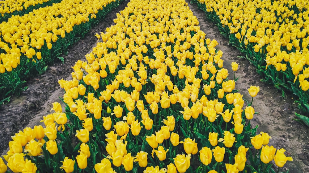 a large field of yellow flowers in the middle of a field