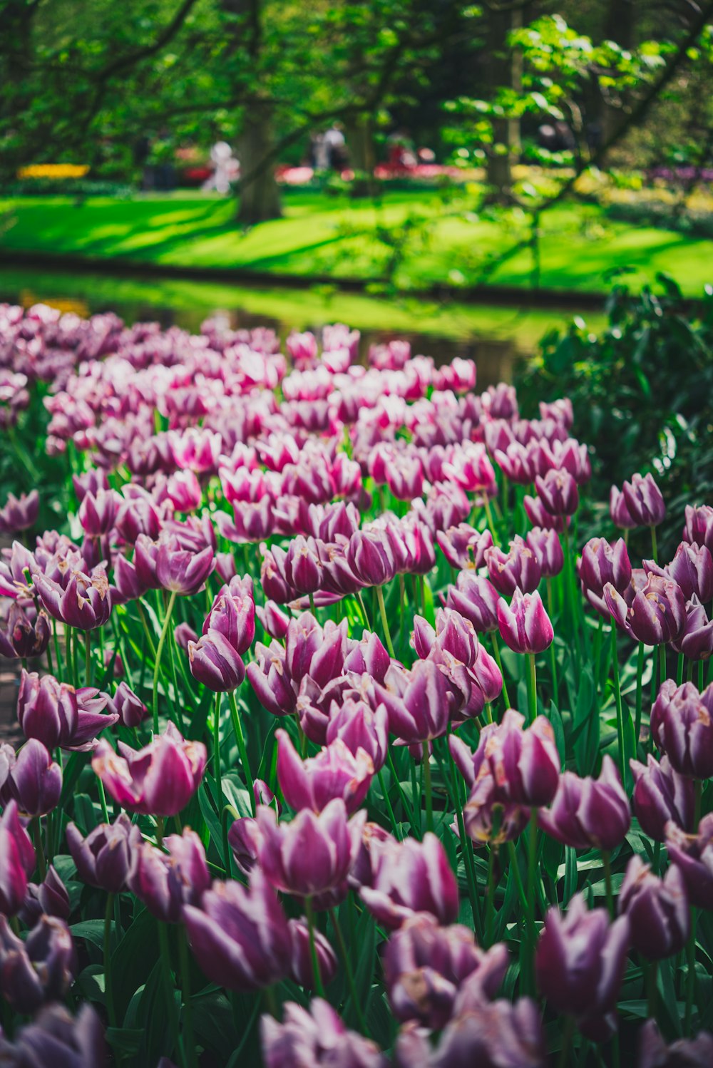 Un campo de tulipanes morados en un parque