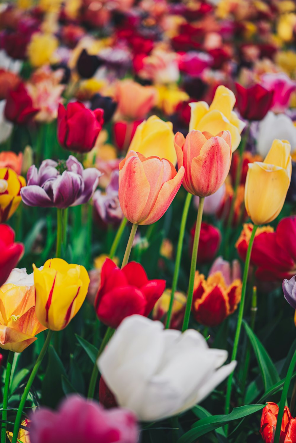 um campo cheio de tulipas coloridas e outras flores