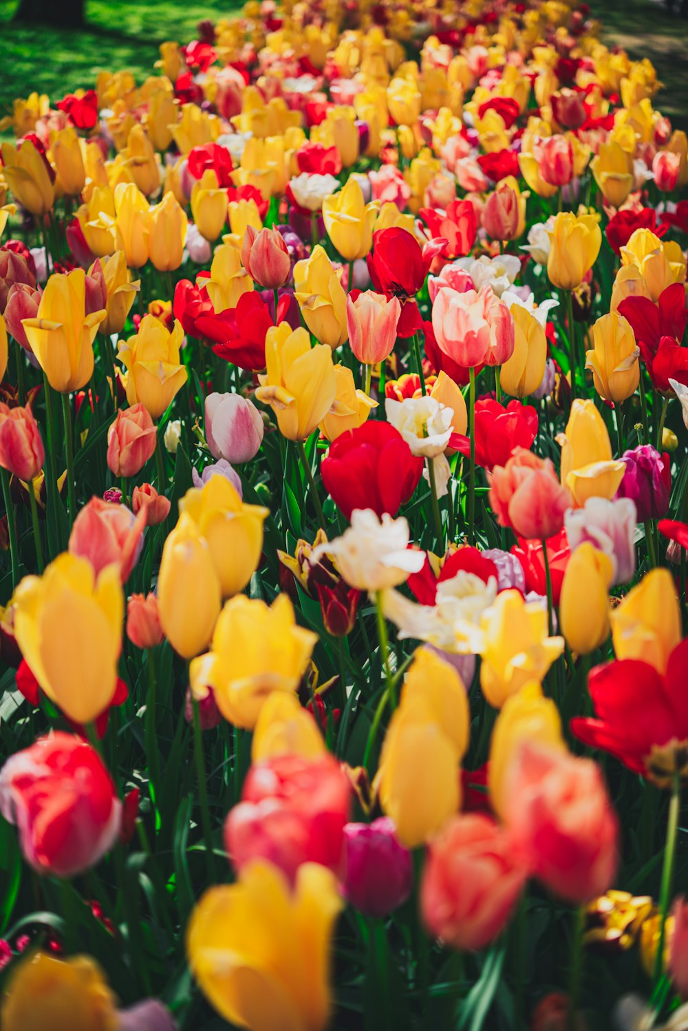 a field of colorful tulips in a park