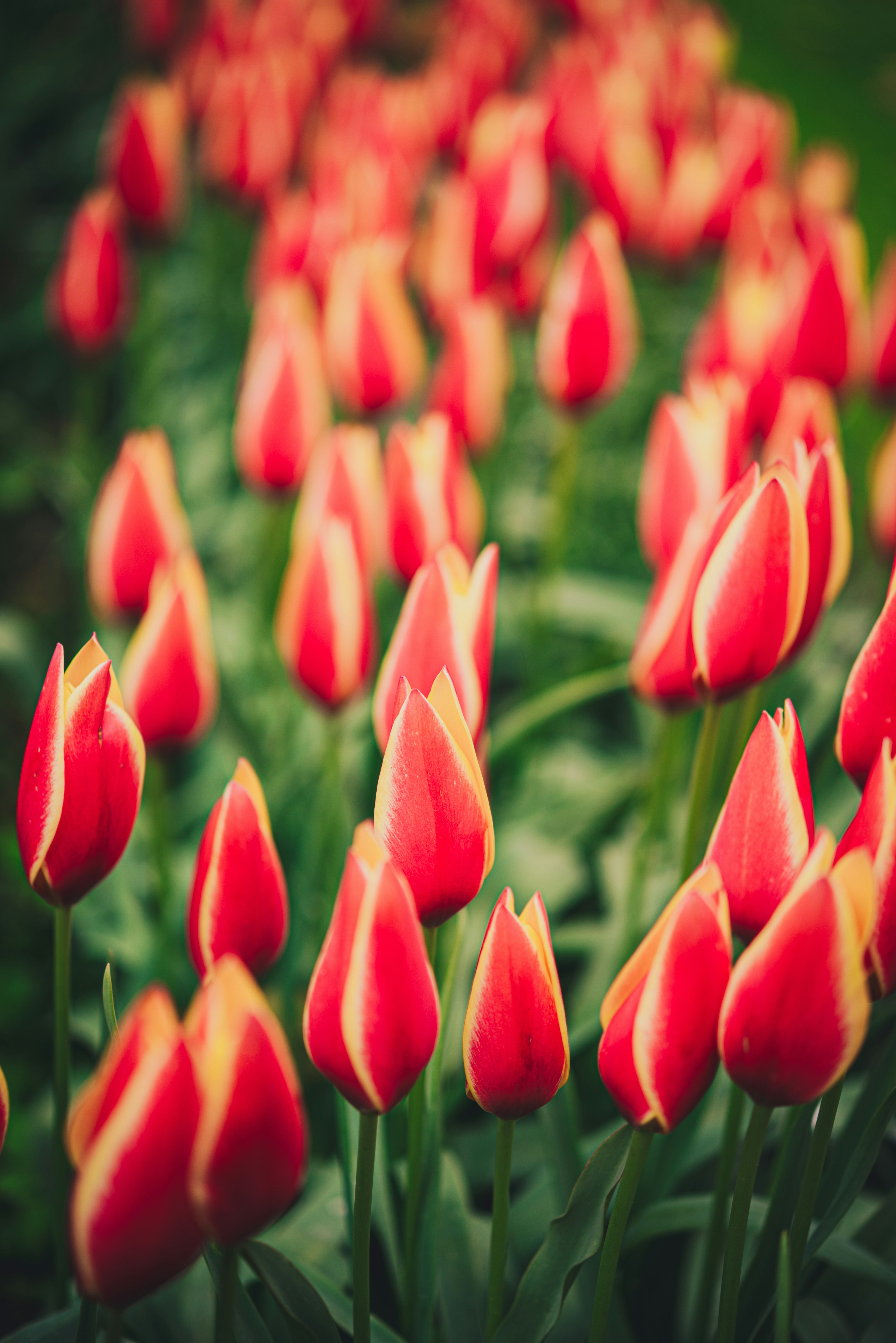 Photo by libby_penner