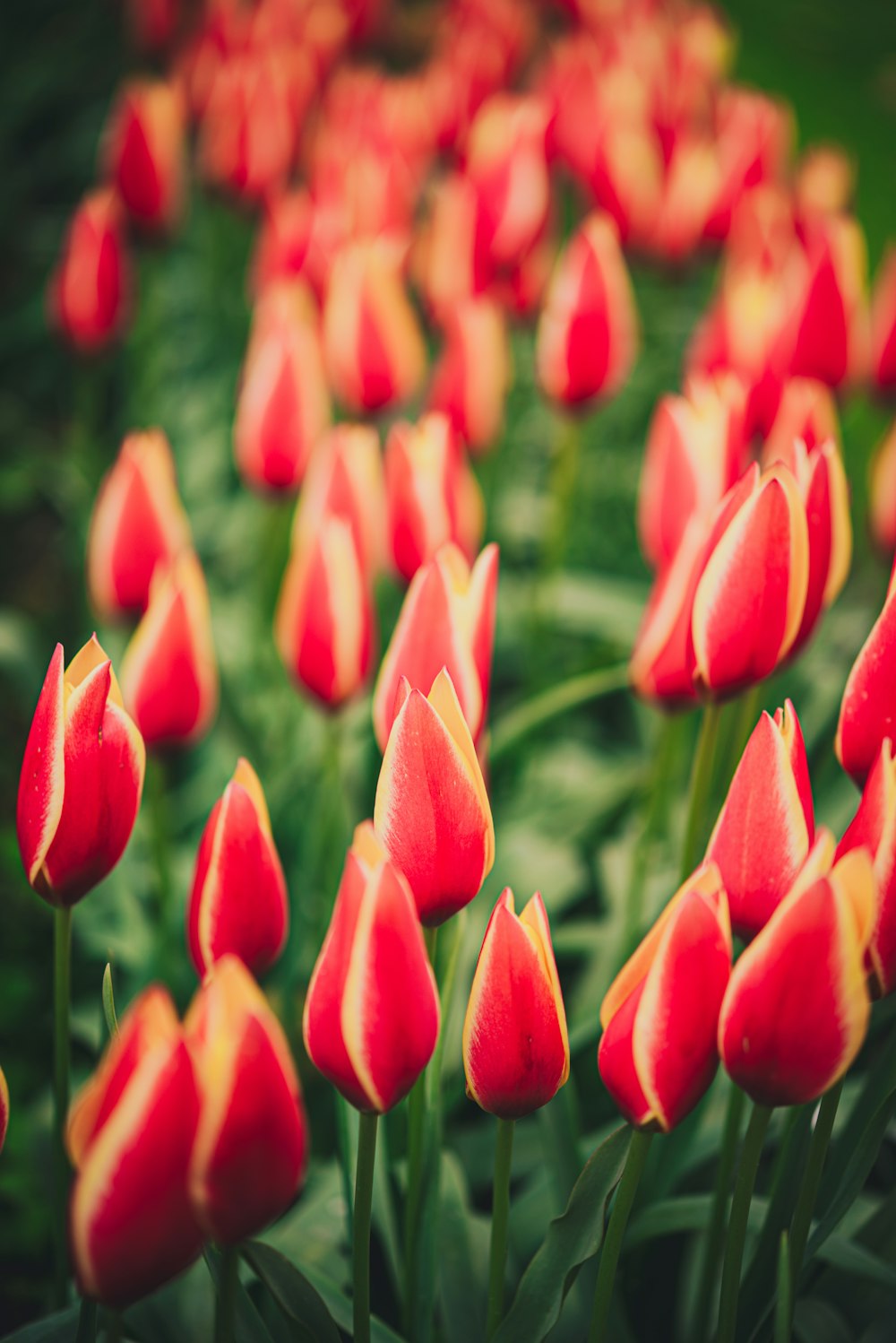 a field of red and yellow tulips with green leaves