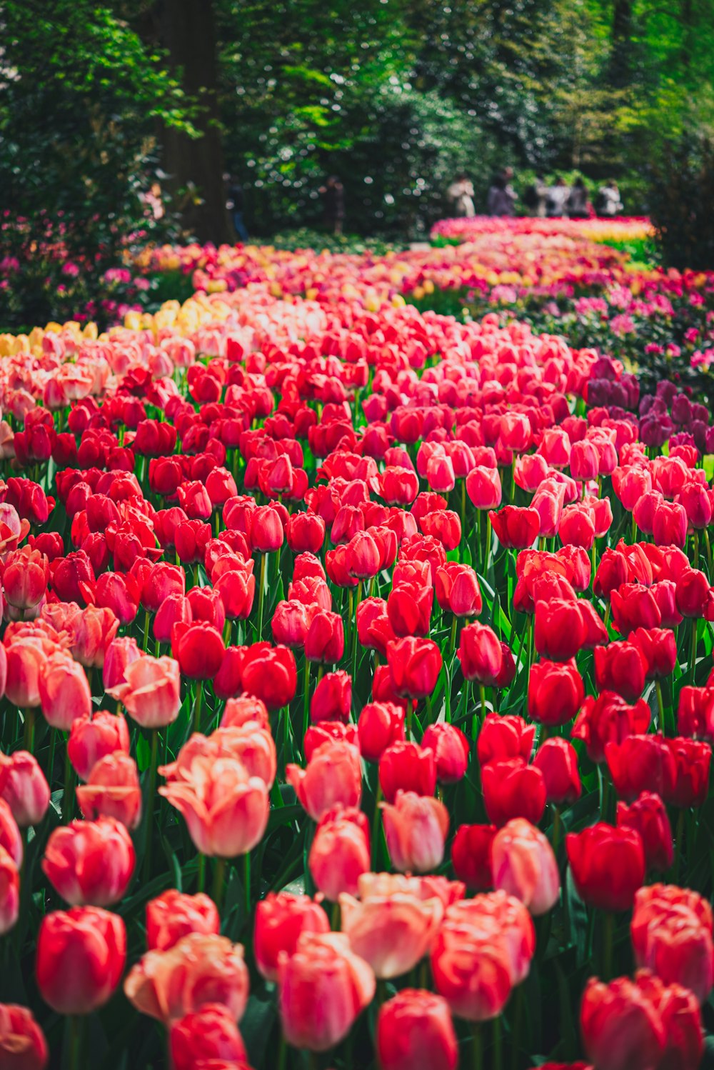 a field of red and pink tulips with trees in the background