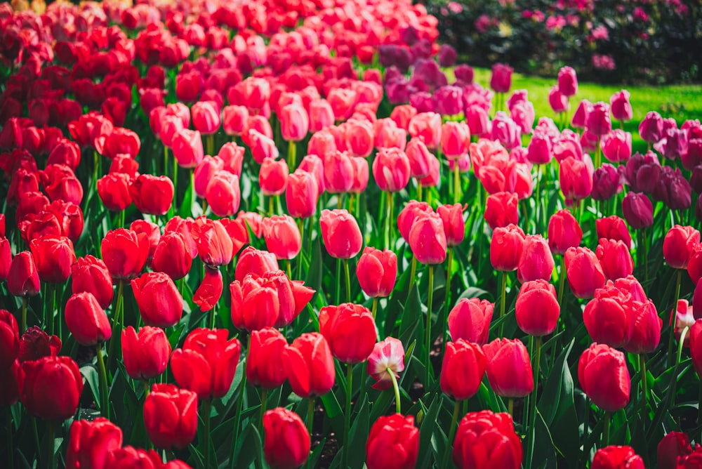 a field of red and pink tulips in a park