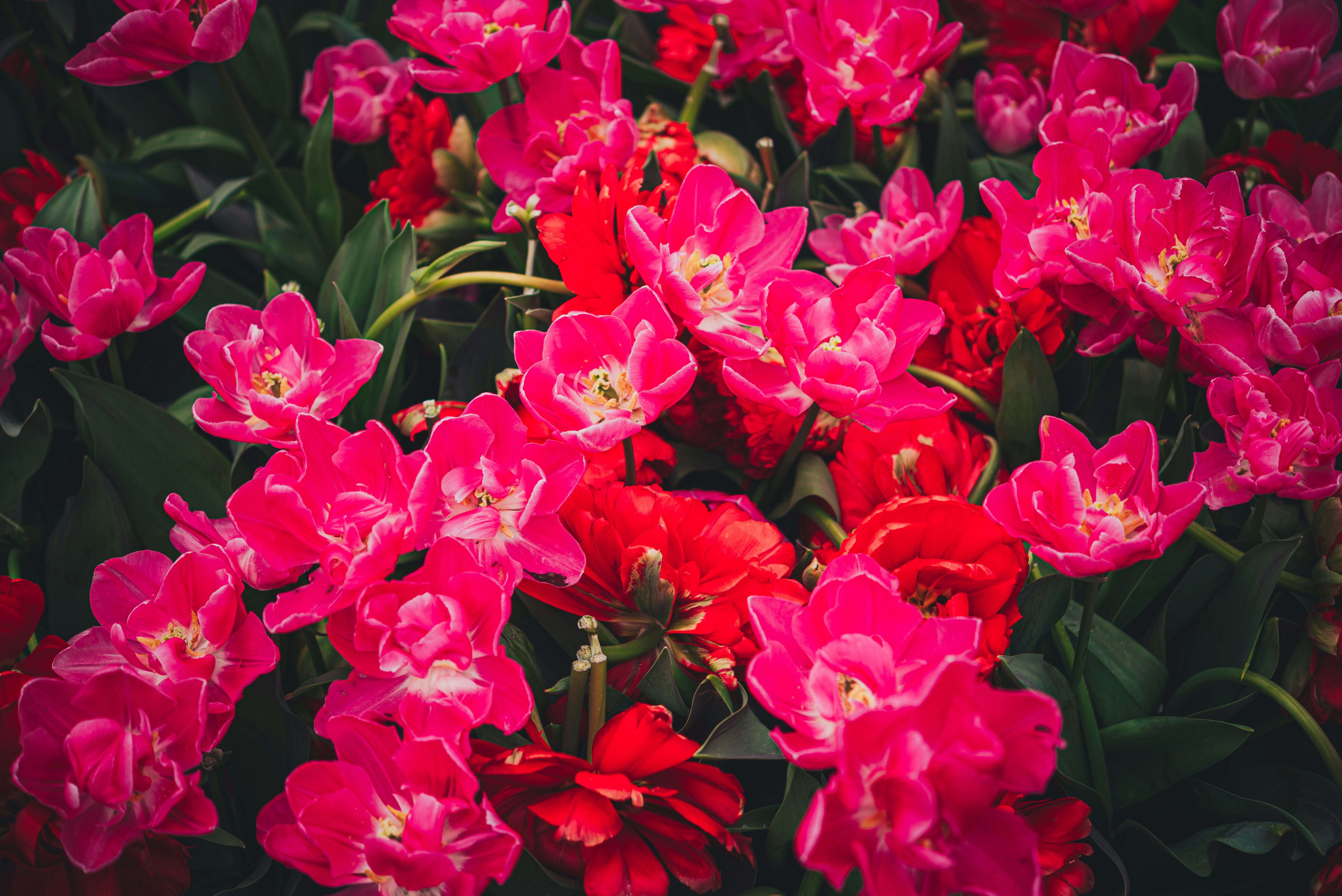 a bunch of red and pink flowers with green leaves