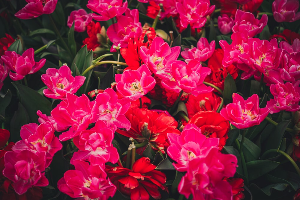 a bunch of red and pink flowers with green leaves