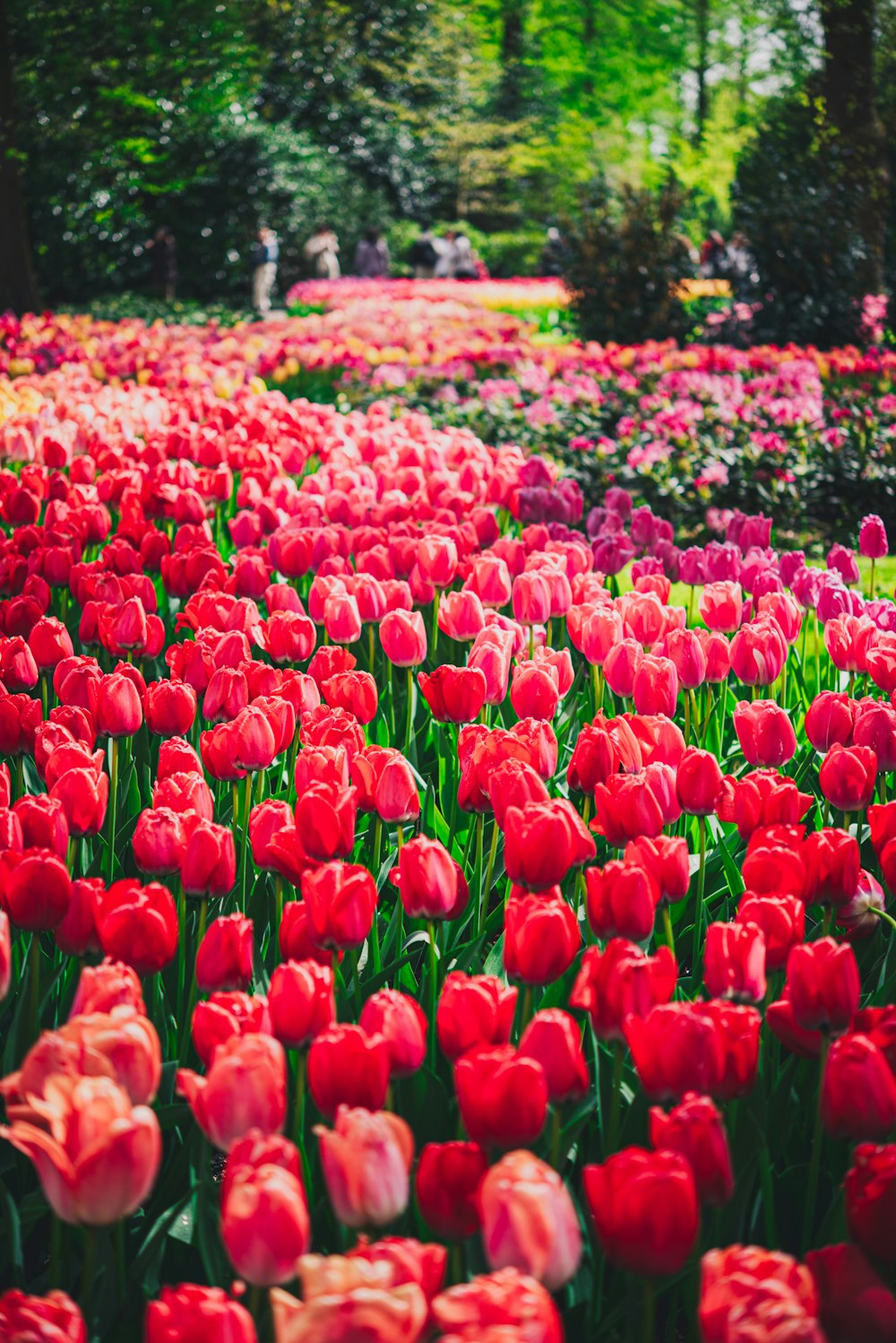 a field of red and pink tulips in a park