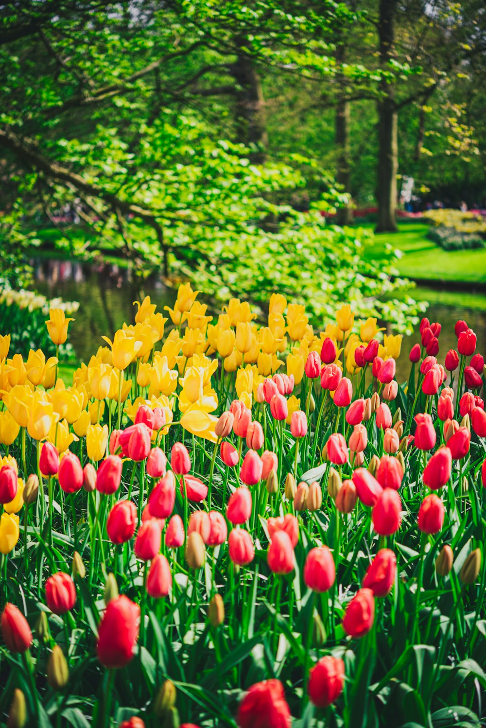 a field of red and yellow tulips with trees in the background