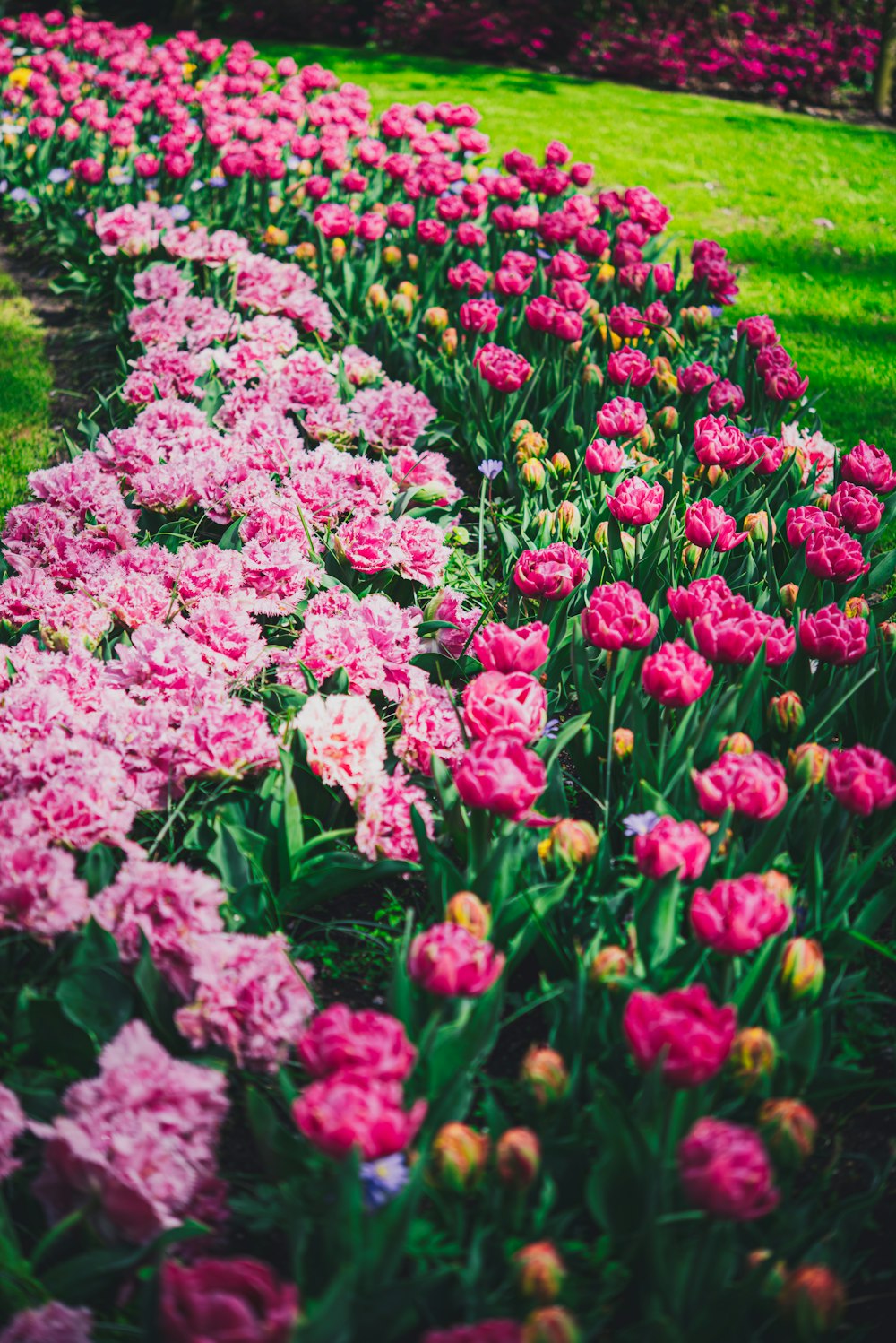 a field full of pink and yellow flowers