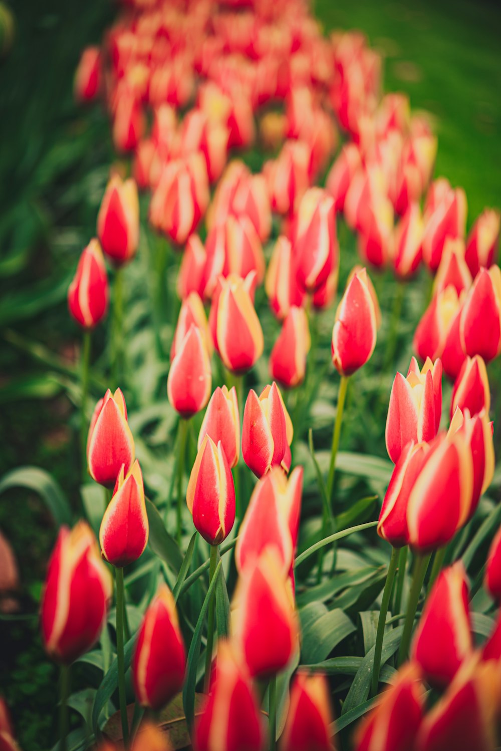 a field of red and yellow tulips in a garden