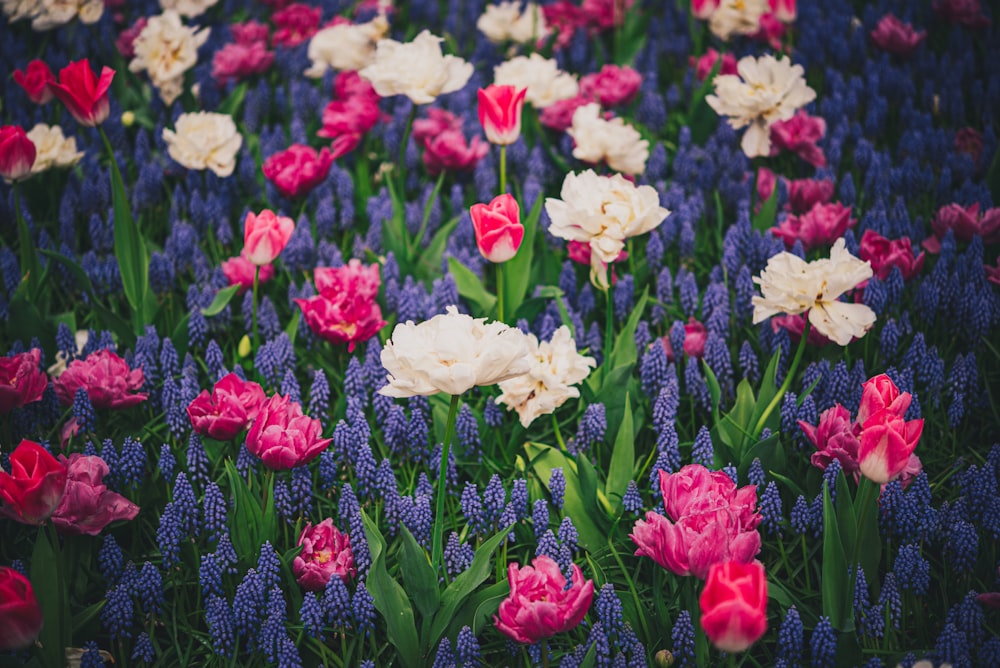 a field of colorful flowers with purple and white ones