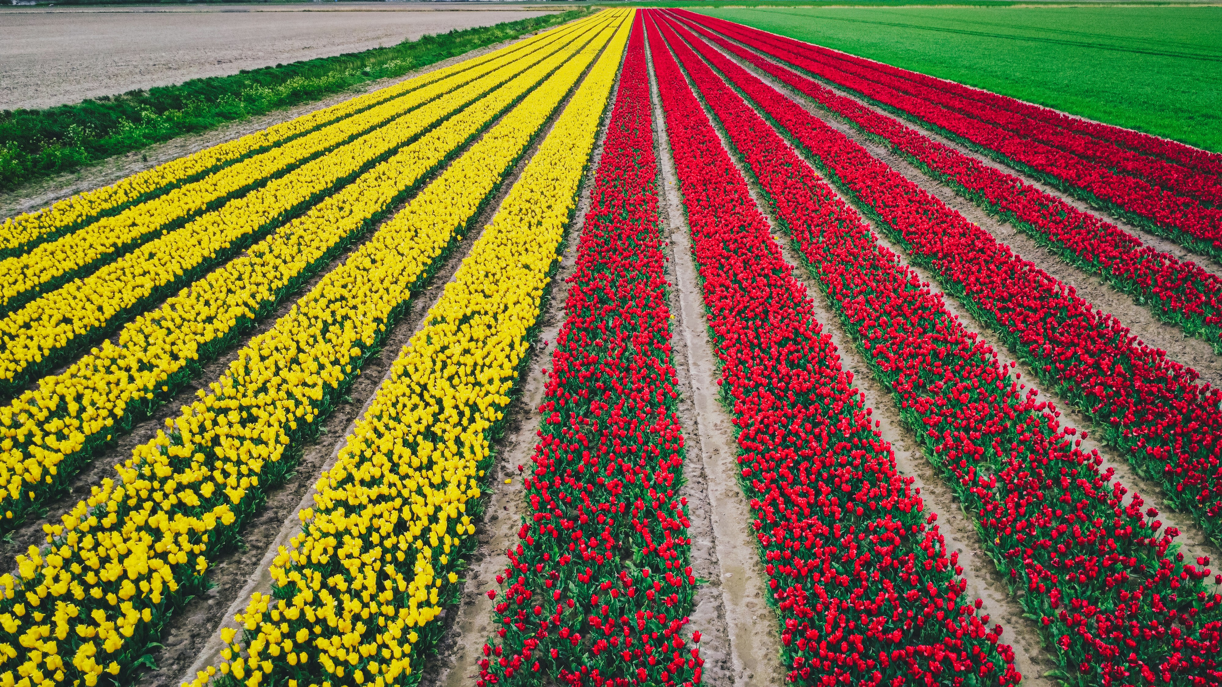 un gran campo de tulipanes y otras flores