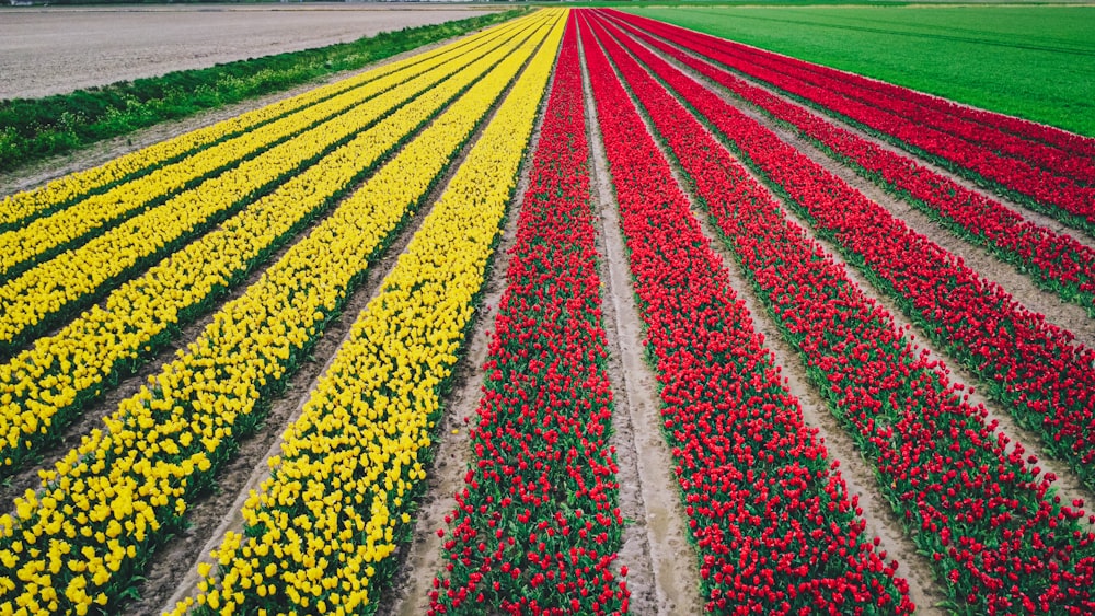 a large field of tulips and other flowers