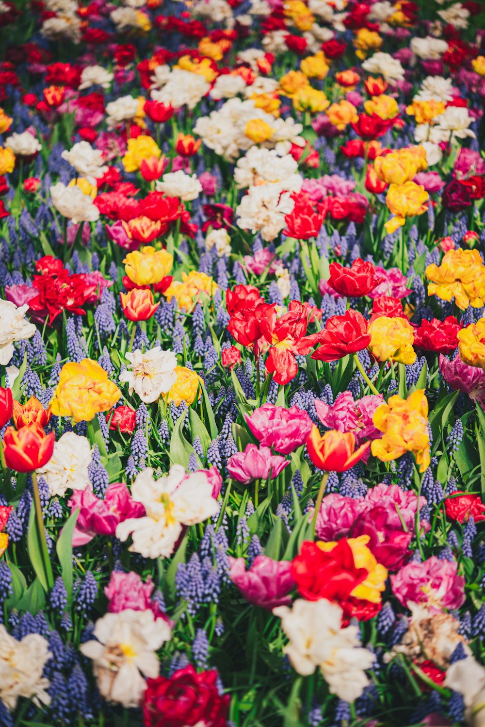 a field full of colorful flowers in the middle of the day