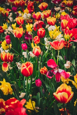 a field of red, yellow, and white tulips